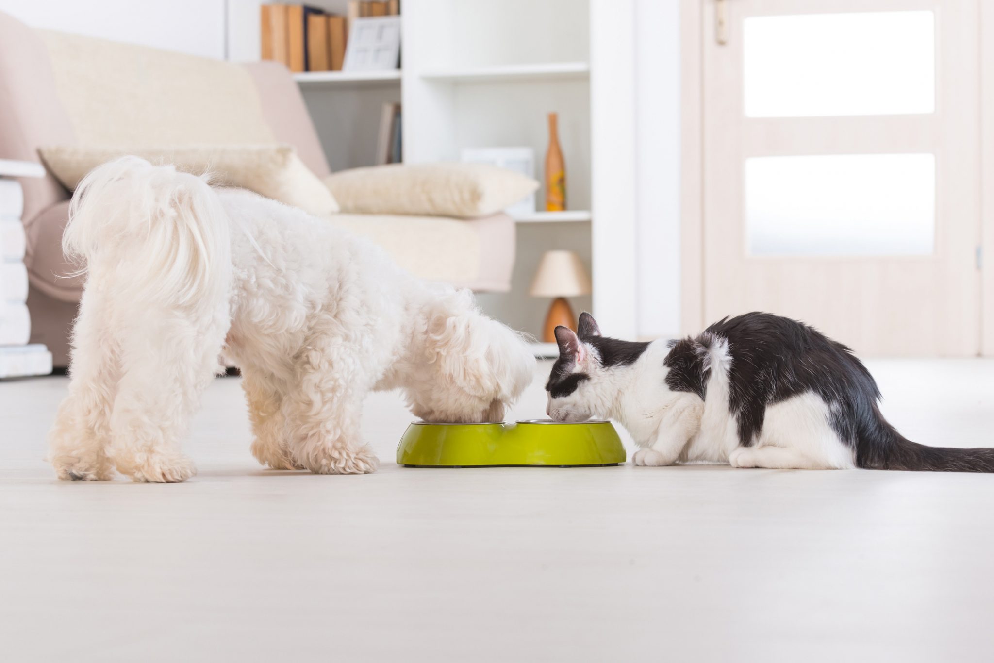 Pets in a rental property